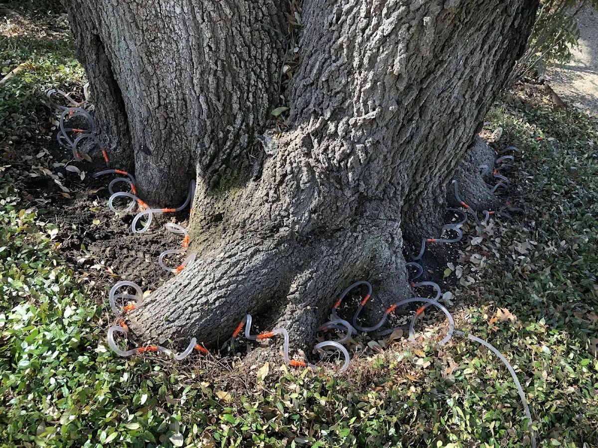Detailed Tree Cabling and Bracing job site in Ono