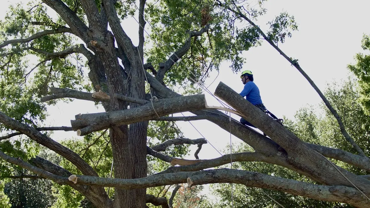 Professional Crown Thinning performed by certified arborists in Ono